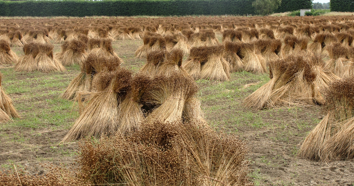 Flax farming